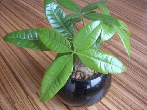 ںӹ2ȷ1֢״Ⱦг̹켣